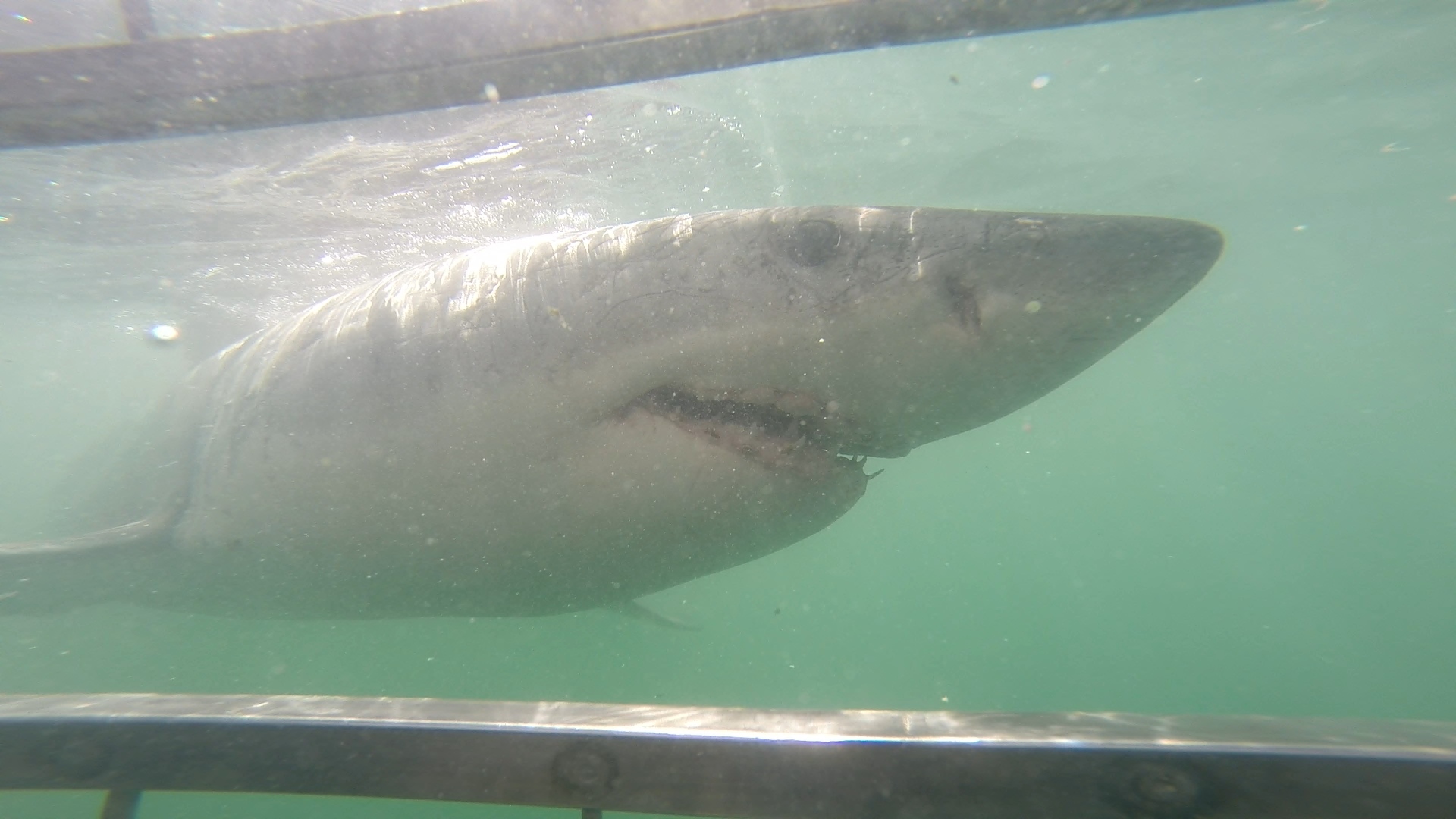 time flies great white shark