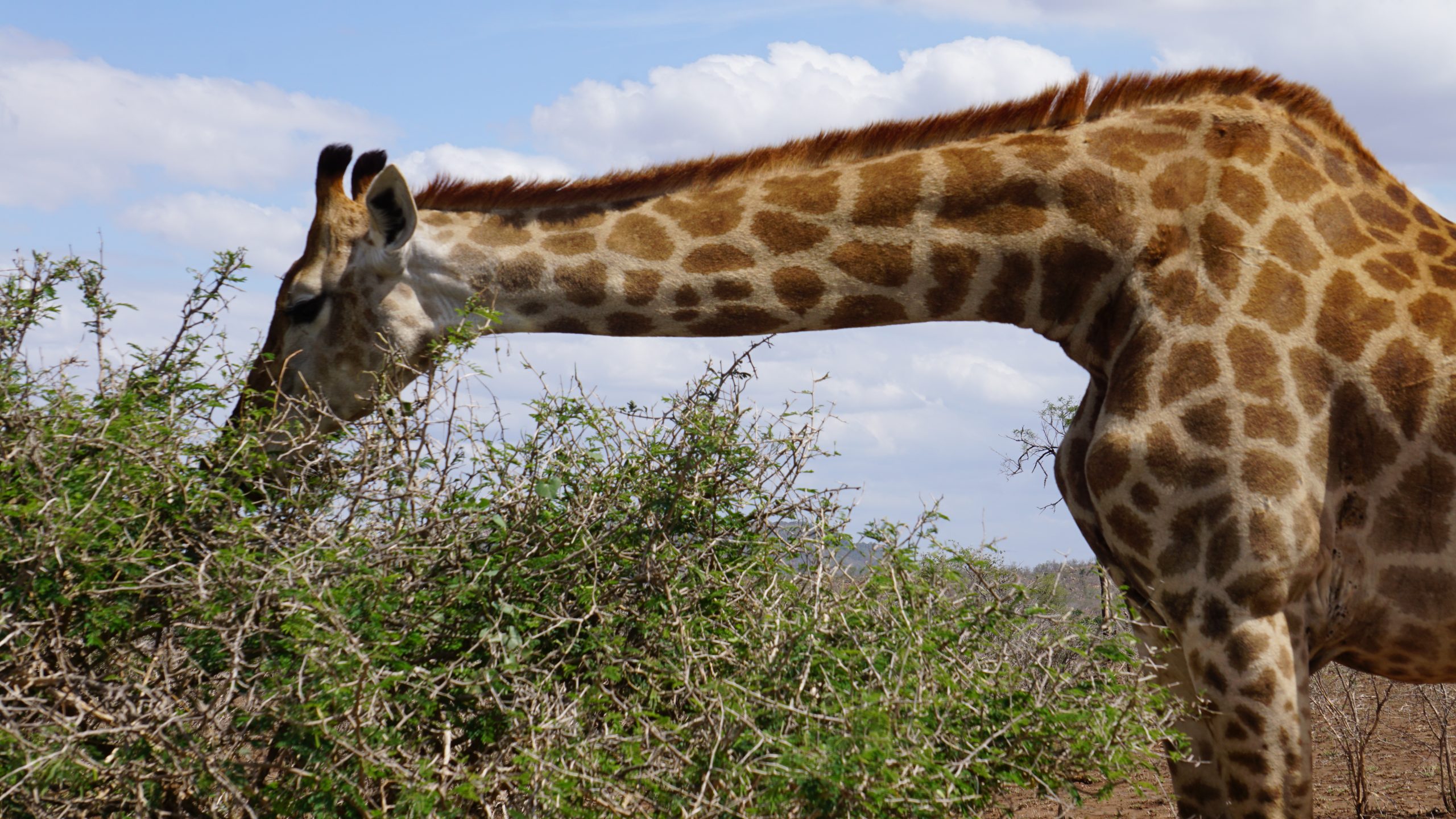 time flies kruger giraffe
