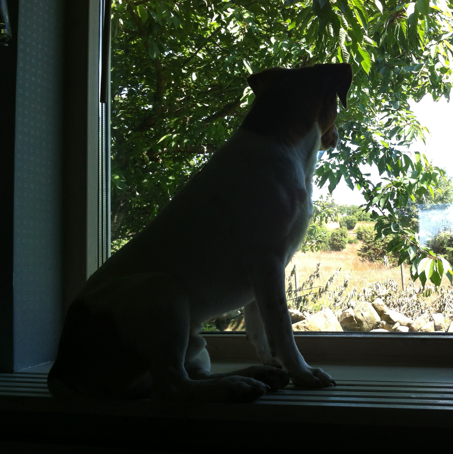 time flies pet waiting